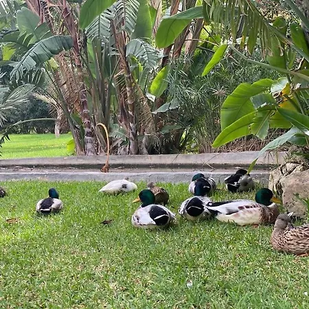 Luxury Alamos - Costa 公寓 *